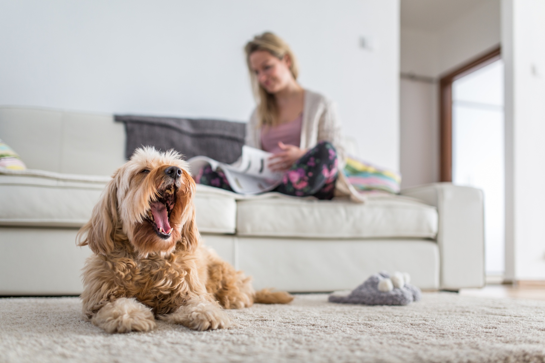 Carpet flooring specialists in Northern Colorado